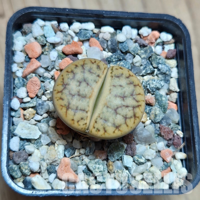 VVG21834 Lithops gracilidelineata v. brandbergensis C383