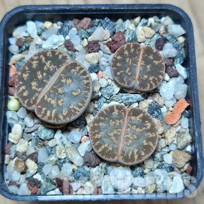 VVG21837  Lithops lesliei -Warrenton- 3 plants seedling