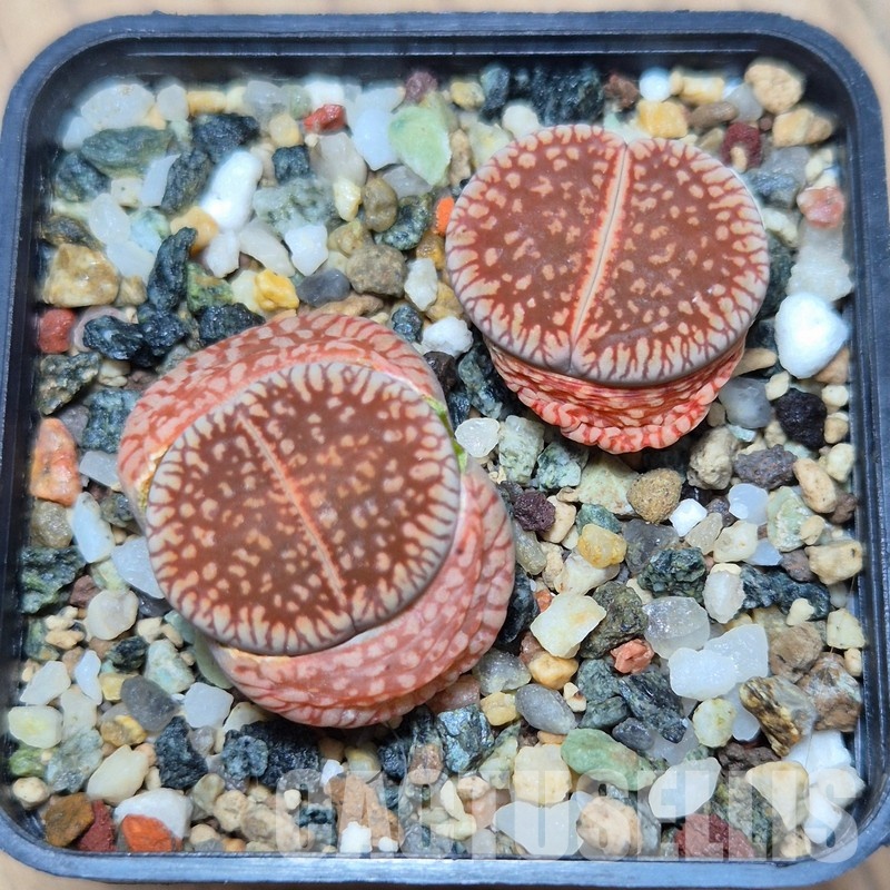 VVG21840 Lithops aucampiae v. euniceae 2 plants seedling