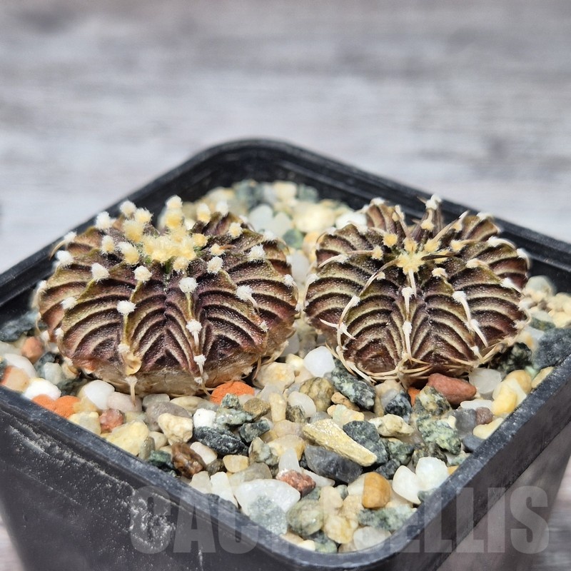 VVG21846 Gymnocalycium friedrichii -Agua Dulce- 2 plants seedling - Image 2
