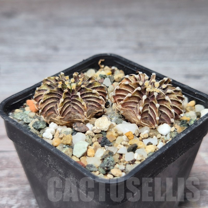 VVG21847 Gymnocalycium friedrichii -Agua Dulce- 2 plants seedling - Image 2