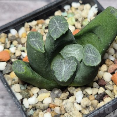 VVG22457 Haworthia maughanii -Japan-