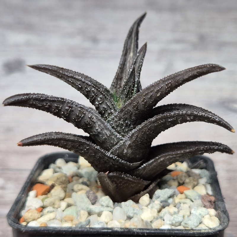 VVG21853 Haworthia nigra