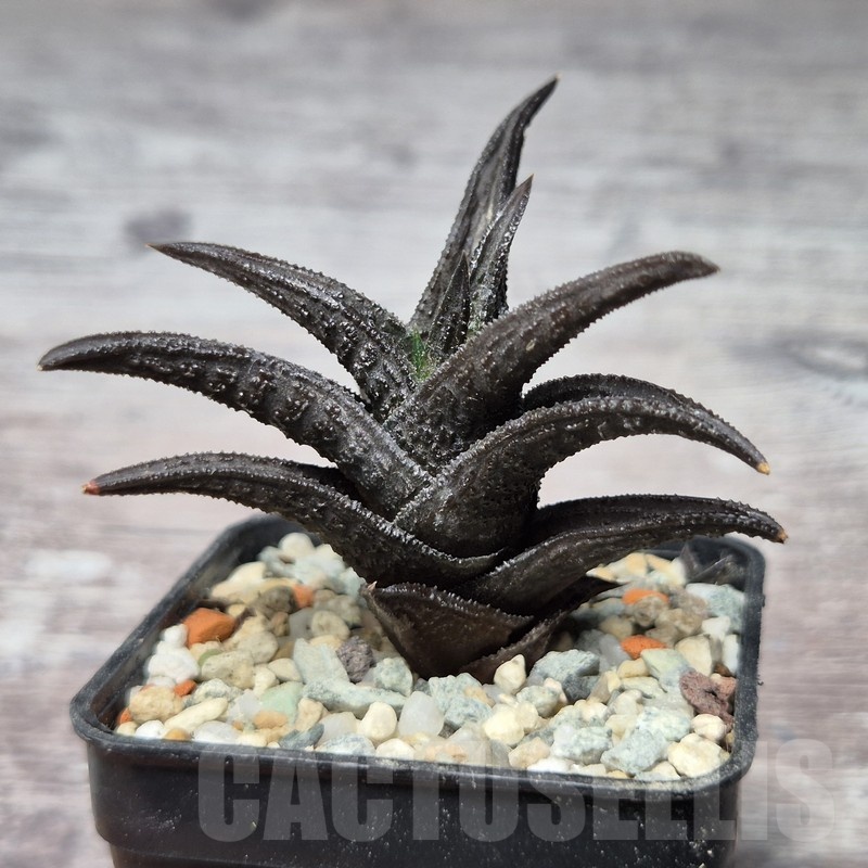 VVG21853 Haworthia nigra - Image 2