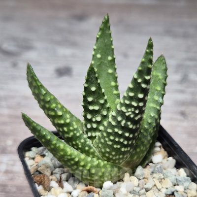 VVG22459 Haworthia maxima -Hear Worcester Airoport- seedling