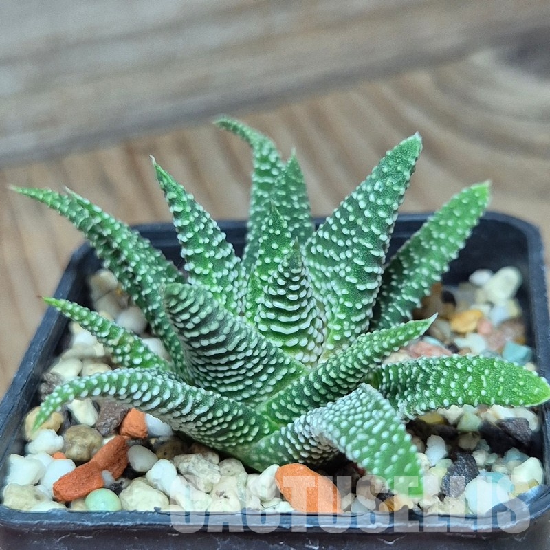 VVG22458 Haworthia minima -Bredasdorp- - Image 2