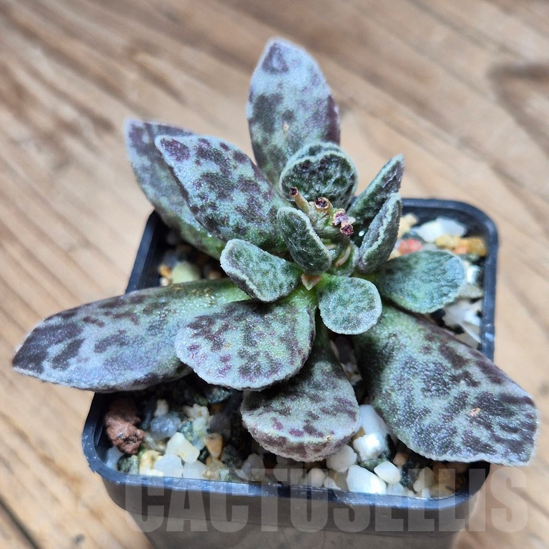 VVG22477 Adromischus marianae 'Bryan Makin' - Image 2