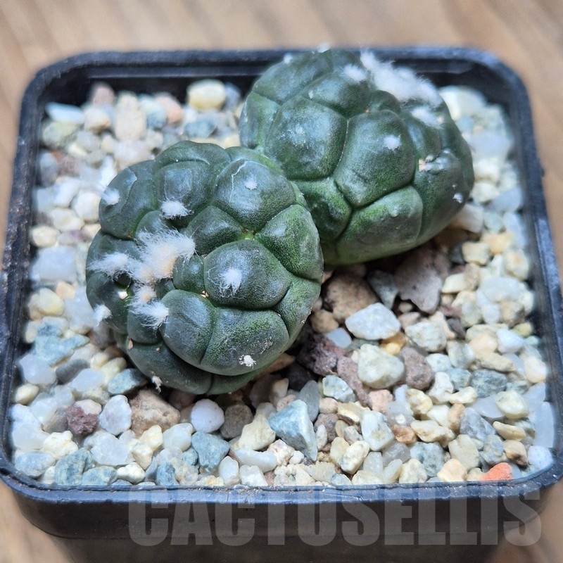 VVG22488 Astrophytum asterias ‘Kikko Lizard Skin’