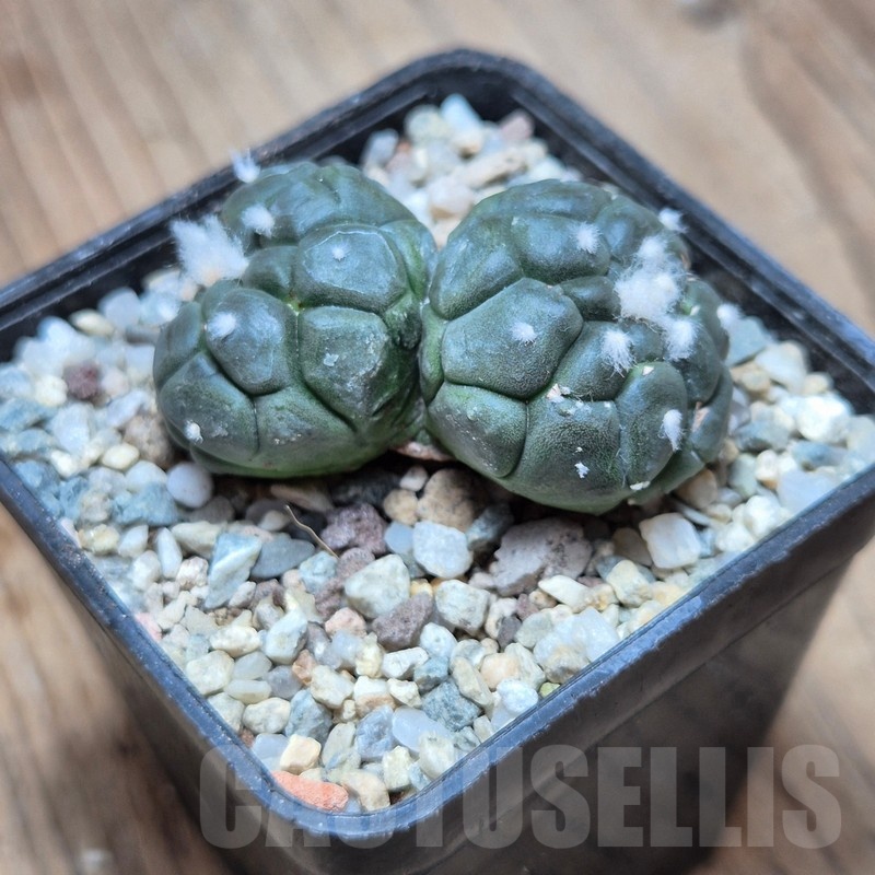 VVG22488 Astrophytum asterias ‘Kikko Lizard Skin’ - Image 2