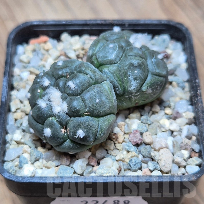 VVG22488 Astrophytum asterias ‘Kikko Lizard Skin’ - Image 3