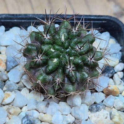VVG2408 Neochilenia crispa  , seedling