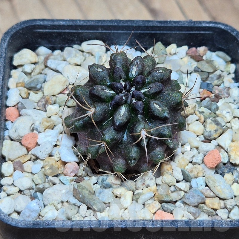 VVG2409 Neochilenia crispa , seedling - Image 2