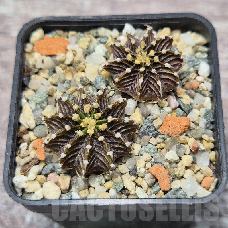 VVG25261 Gymnocalycium friedrichii -Agua Dulce- 2 plants seedling - Image 2
