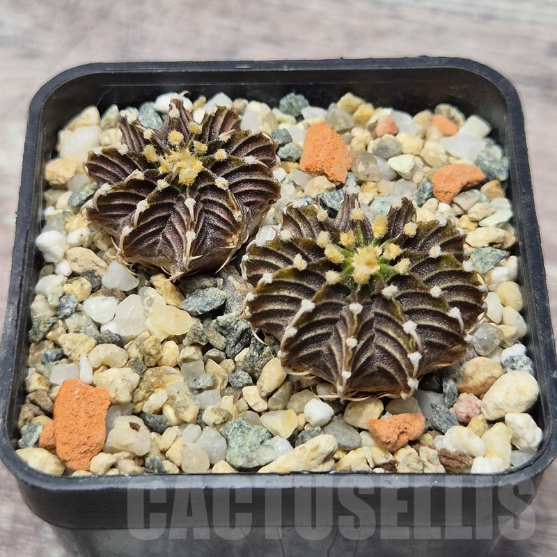 VVG25261 Gymnocalycium friedrichii -Agua Dulce- 2 plants seedling