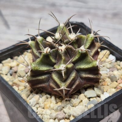 VVG25265 Gymnocalycium mihanivichii hybrid 6 ribs