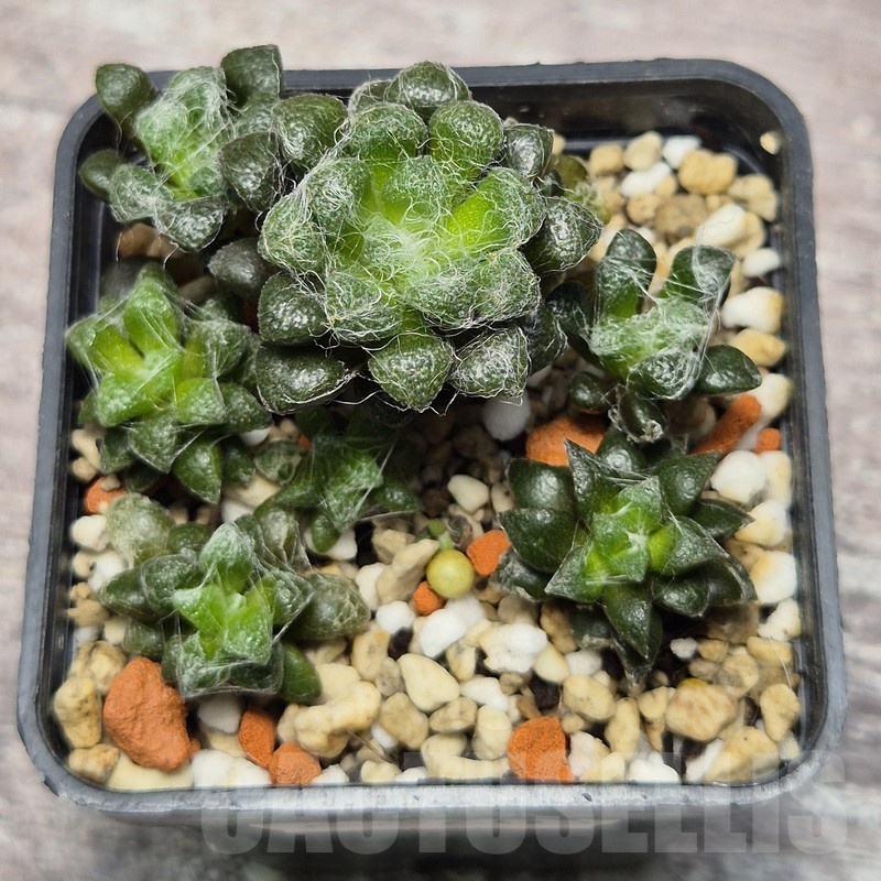 VVG25268 Anacampseros filamentosa mix seedling