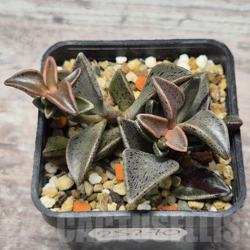 VVG25270 Lenophyllum guttatum