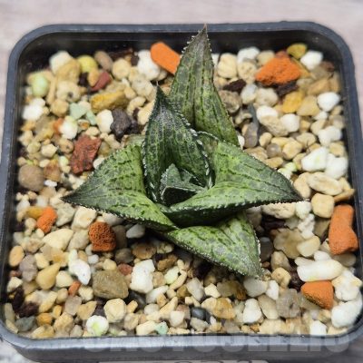 VVG25272 Haworthia coriacea x venosa clon2