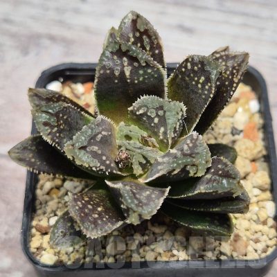 VVG25274 Haworthia ‘Black Major’ x ‘Yulia’ F2