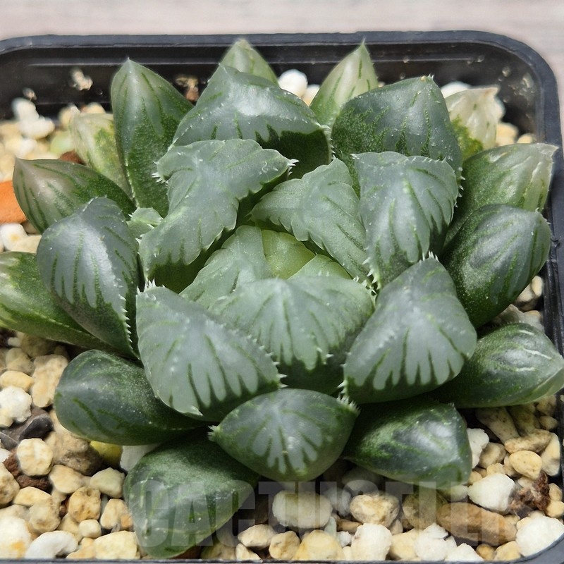 VVG25275 Haworthia obtusa ‘Purple Dodson’ hybrid