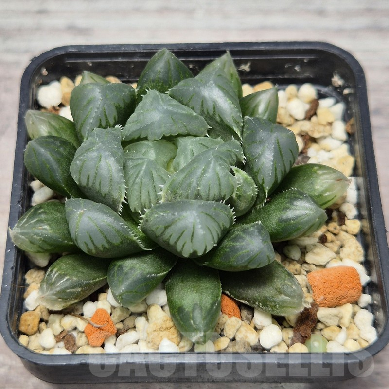 VVG25275 Haworthia obtusa ‘Purple Dodson’ hybrid - Image 2