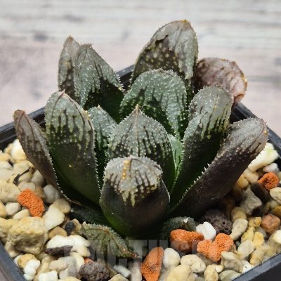 VVG25276 Haworthia ‘Hakuteijyo’ x 'Kegazato' x cooperi
