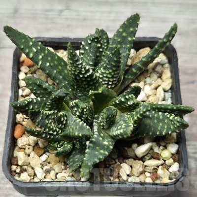 VVG25277 Haworthia pumila f.caespitosa