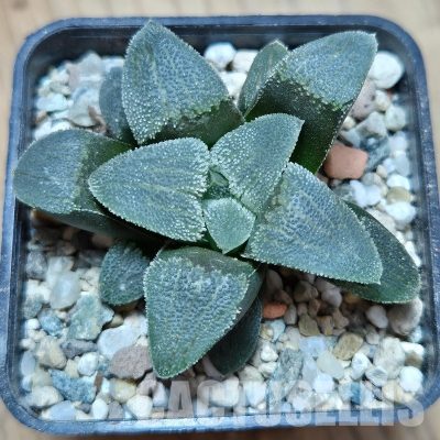 VVG25278 Haworthia pygmaea f.crystallina -Japan- seedling