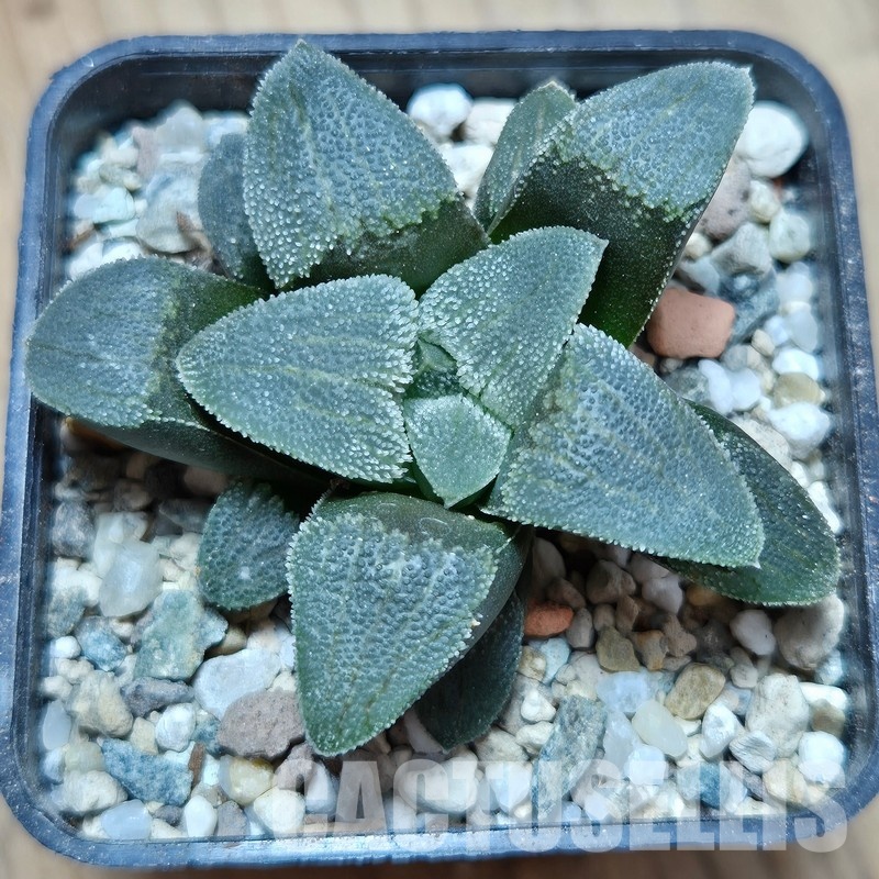 VVG25278 Haworthia pygmaea f.crystallina -Japan- seedling
