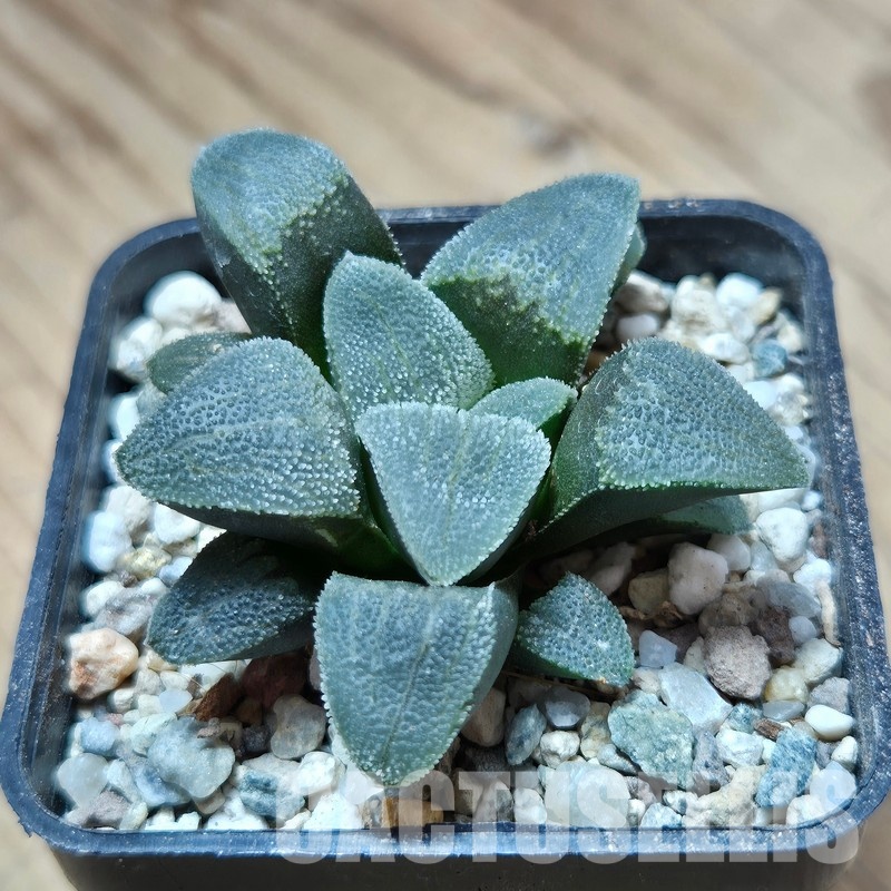 VVG25278 Haworthia pygmaea f.crystallina -Japan- seedling - Image 2