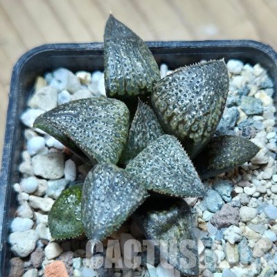 VVG25279 Haworthia magnifica v.splendens -Dekriet Road- seedling