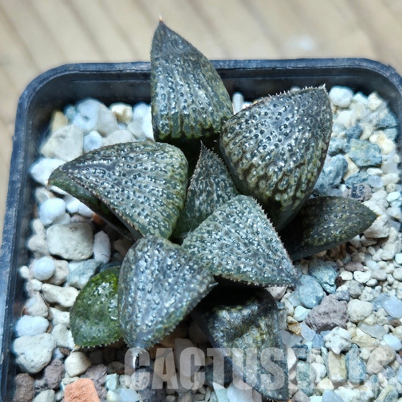 VVG25279 Haworthia magnifica v.splendens -Dekriet Road- seedling