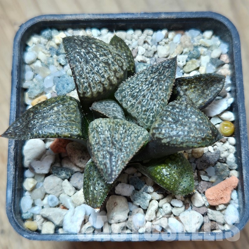 VVG25279 Haworthia magnifica v.splendens -Dekriet Road- seedling - Image 2