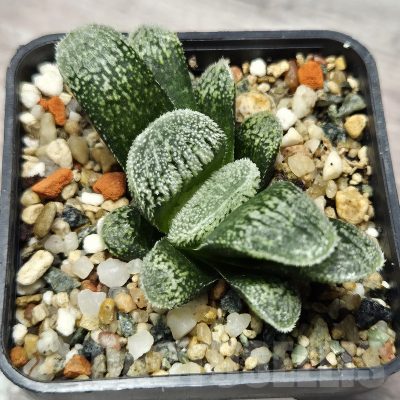 VVG25280 Haworthia ‘Black Major’ x 'Kegazato' x ‘Yulia’ F2 seedling