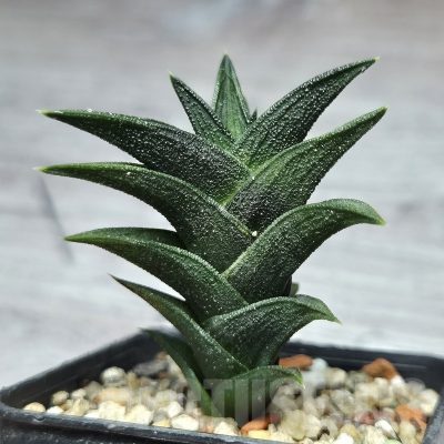 VVG25281 Haworthia nigra x viscosa f.variegata