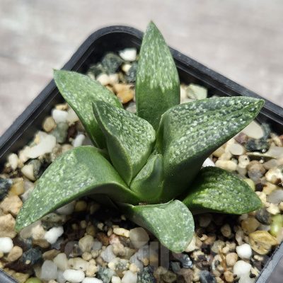 VVG25286 Haworthia pygmaea v. argenteo-maculosa