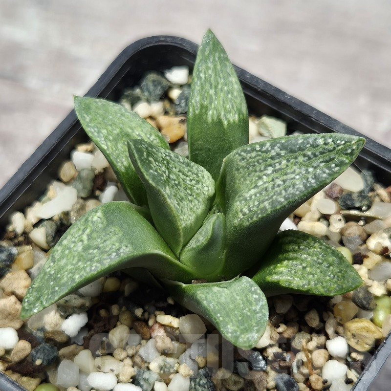 VVG25286 Haworthia pygmaea v. argenteo-maculosa