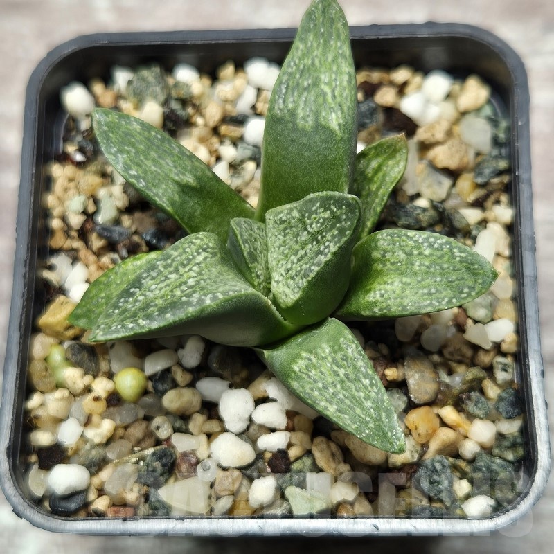 VVG25286 Haworthia pygmaea v. argenteo-maculosa - Image 2