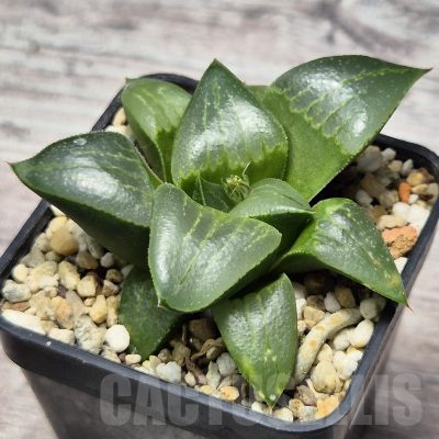 VVG25290 Haworthia comptoniana 'Urahannya' hybrid seedling