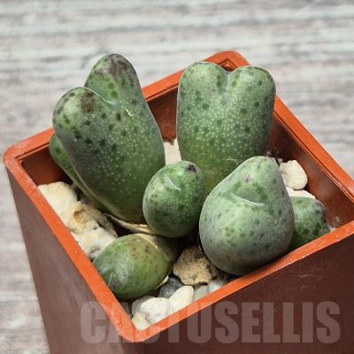 VVG25291 Conophytum marginatum SB632 -Smorenskadu-