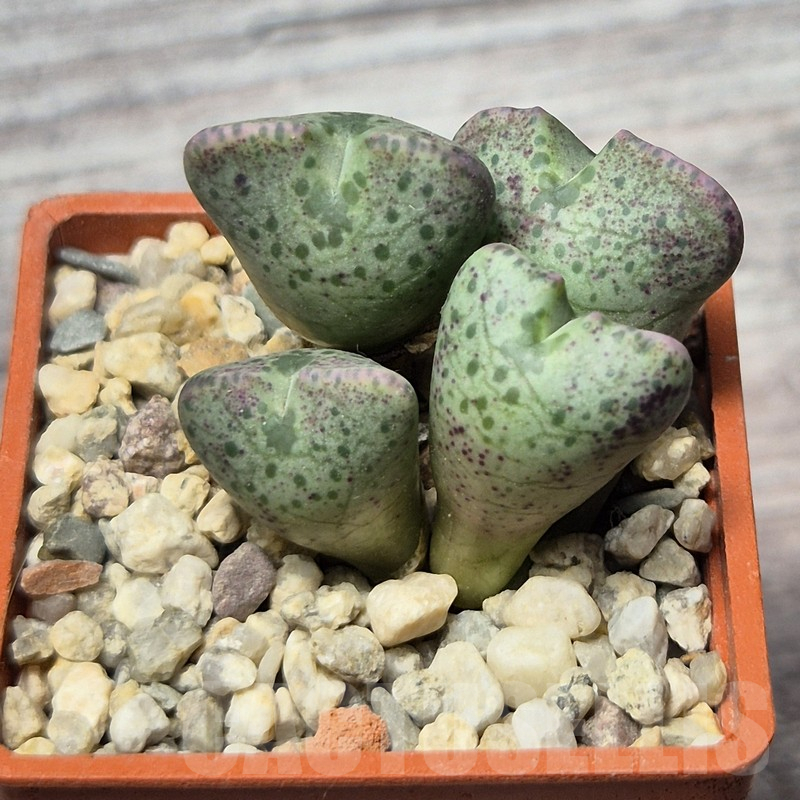 VVG25292 Conophytum taylorianum subs. ernianum