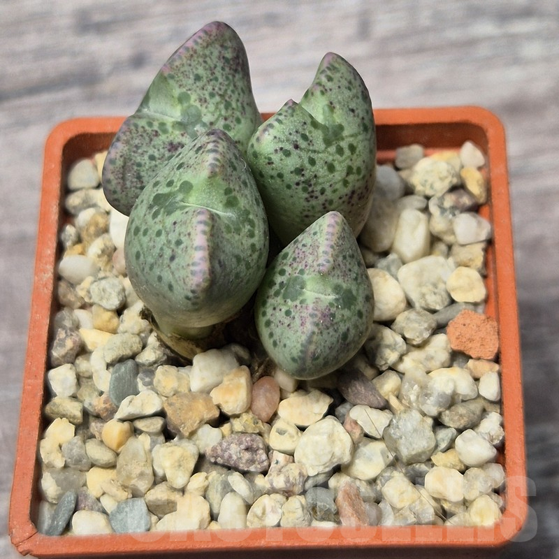 VVG25292 Conophytum taylorianum subs. ernianum - Image 2