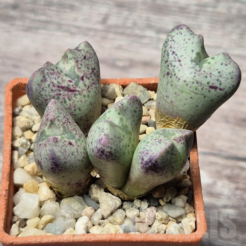 VVG25293 Conophytum taylorianum subs. ernianum