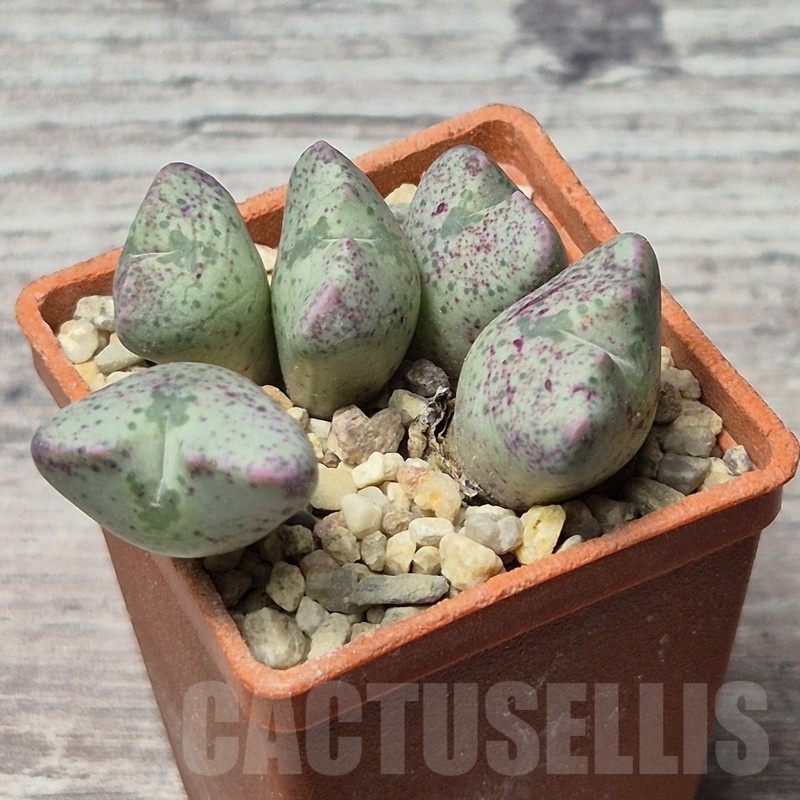 VVG25293 Conophytum taylorianum subs. ernianum - Image 2