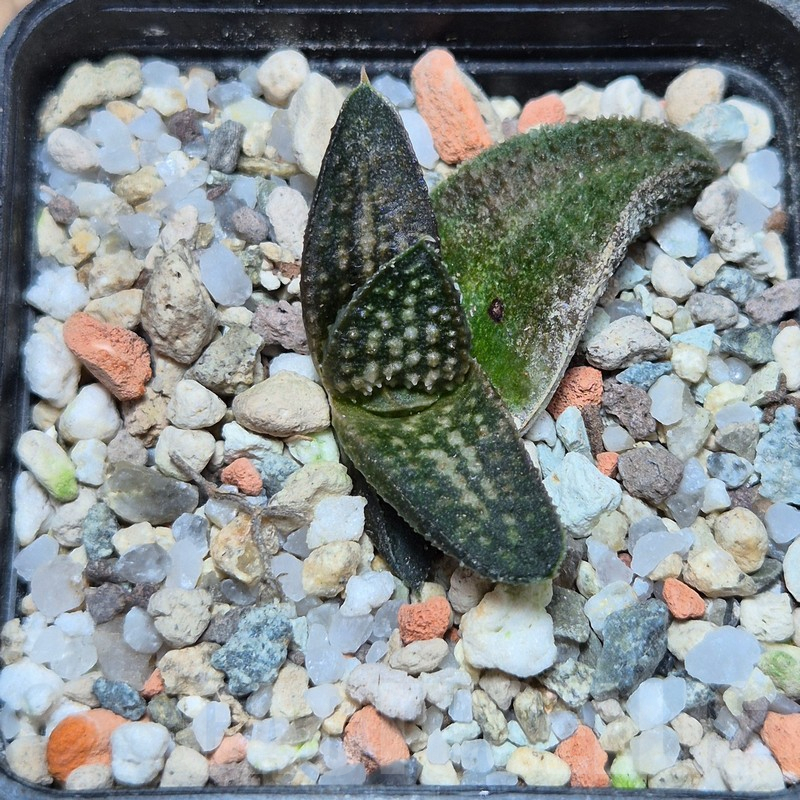 VVG25525 Haworthia ‘Kasornthamala’ - Image 2