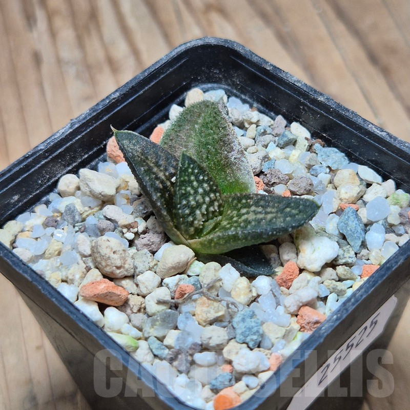 VVG25525 Haworthia ‘Kasornthamala’ - Image 3