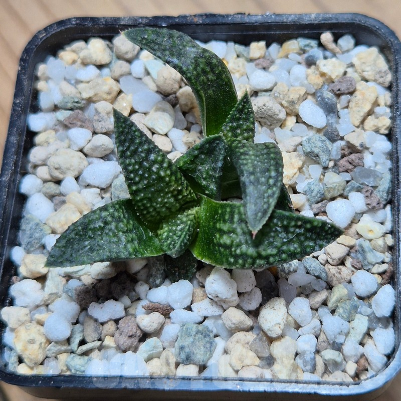 VVG25529 Haworthia koelmaniorum × picta 'Bee Hype' - Image 2