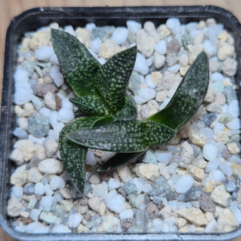 VVG25529 Haworthia koelmaniorum × picta 'Bee Hype' - Image 3