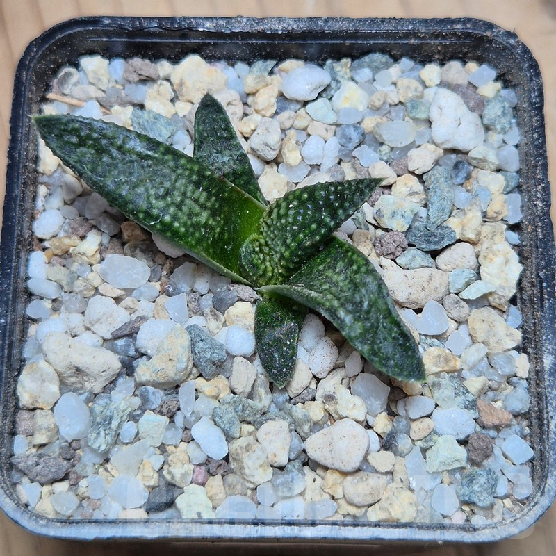 VVG25530 Haworthia koelmaniorum × picta 'Bee Hype' - Image 2
