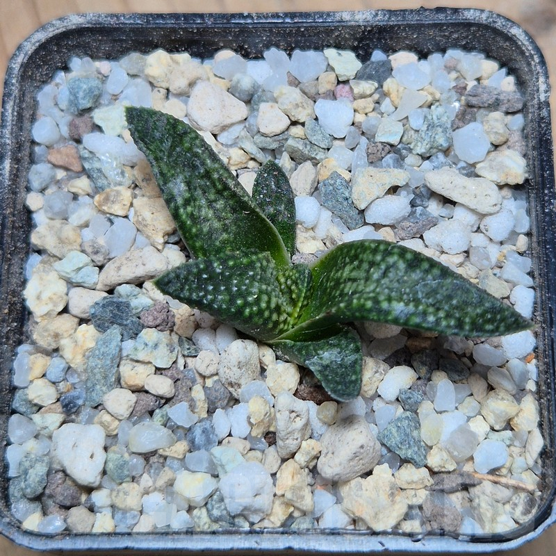 VVG25530 Haworthia koelmaniorum × picta 'Bee Hype' - Image 3